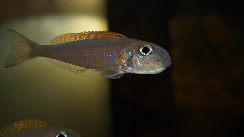Xenotilapia flavipinnis 'Kagunga'